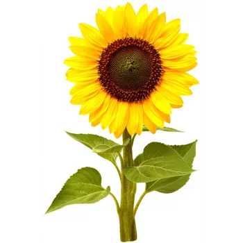 Click & Grow capsule di girasole nano per Smart Garden, confezione da 3 (SGR65X3)