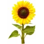 Click & Grow capsule di girasole nano per Smart Garden, confezione da 3 (SGR65X3)