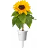 Click & Grow capsule di girasole nano per Smart Garden, confezione da 3 (SGR65X3)