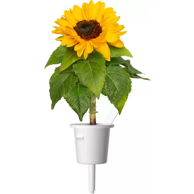 Click & Grow capsule di girasole nano per Smart Garden, confezione da 3 (SGR65X3)