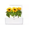 Click & Grow capsule di girasole nano per Smart Garden, confezione da 3 (SGR65X3)
