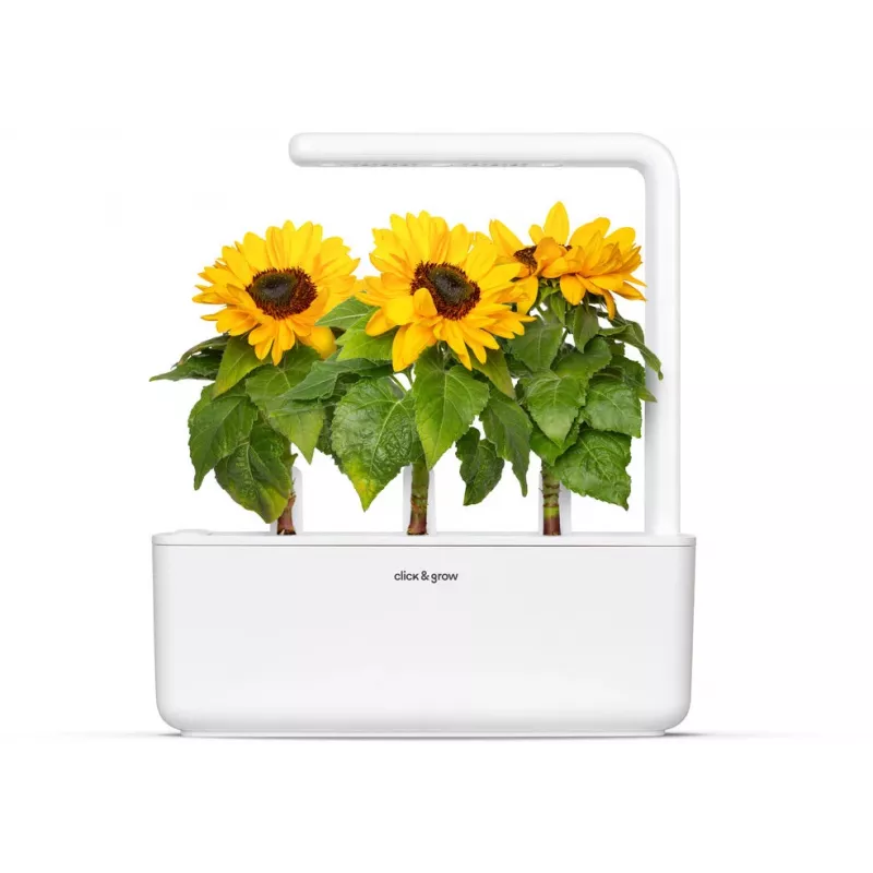 Click & Grow capsule di girasole nano per Smart Garden, confezione da 3 (SGR65X3)