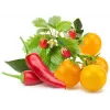 Click & Grow capsule di piante mix frutta e verdura per Smart Garden, confezione da 9 (PPMFVX9)