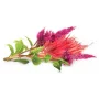 Click & Grow capsule di piante cresta di gallo per Smart Garden, confezione da 3 (SGR4X3)