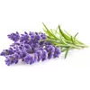 Click & Grow Smart Garden ricarica di lavanda, 3 capsule per piante (SGR30X3)