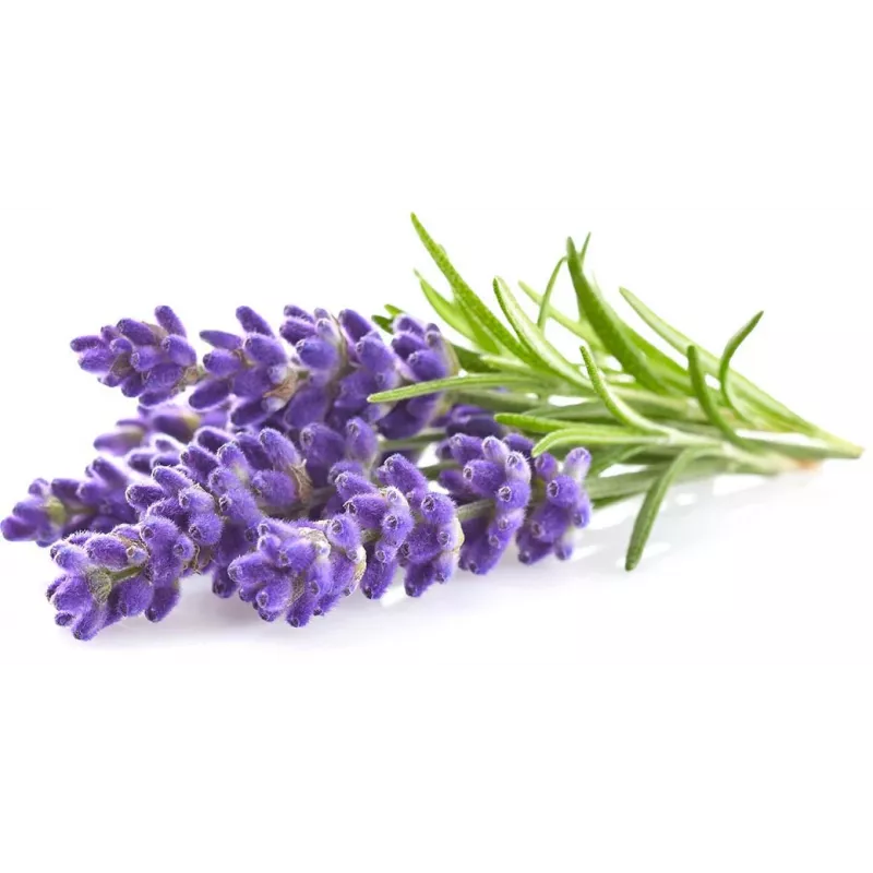 Click & Grow Smart Garden ricarica di lavanda, 3 capsule per piante (SGR30X3)