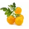 Click and Grow Smart Garden Refill confezione da 3 capsule per piante di mini pomodori