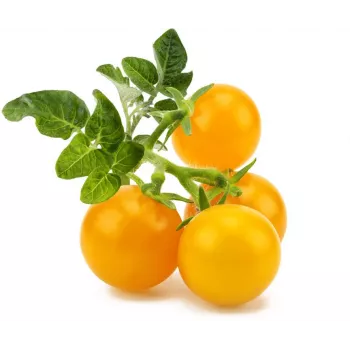 Click and Grow Smart Garden Refill confezione da 3 capsule per piante di mini pomodori