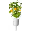 Click and Grow Smart Garden Refill confezione da 3 capsule per piante di mini pomodori