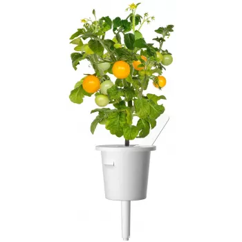 Click and Grow Smart Garden Refill confezione da 3 capsule per piante di mini pomodori