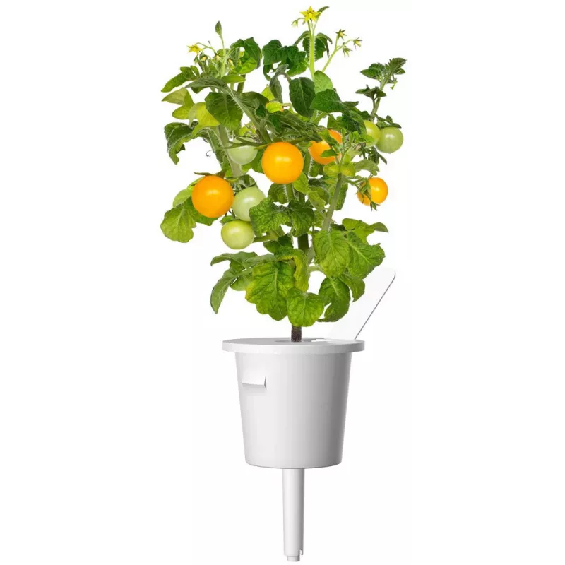 Click and Grow Smart Garden Refill confezione da 3 capsule per piante di mini pomodori