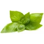 Click & Grow capsule piante basilico limone per Smart Garden, confezione da 3 (SGR76X3)