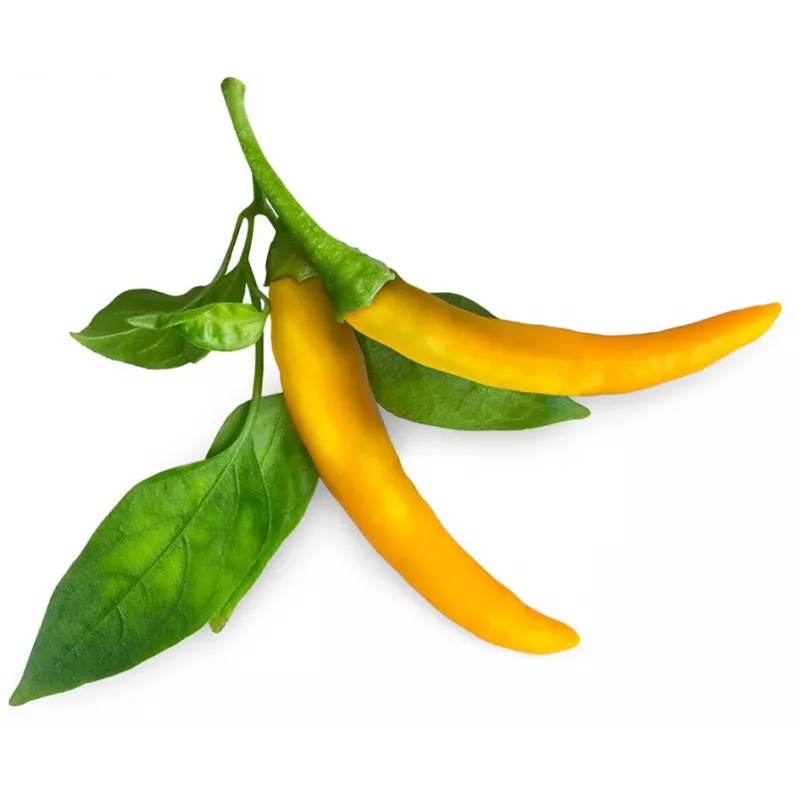 Click & Grow SGR60X3 capsule piante peperoncino (confezione da 3)
