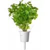 Click & Grow capsule piante mix erbe per bistecca per Smart Garden, confezione da 9 (PPMSSX9)