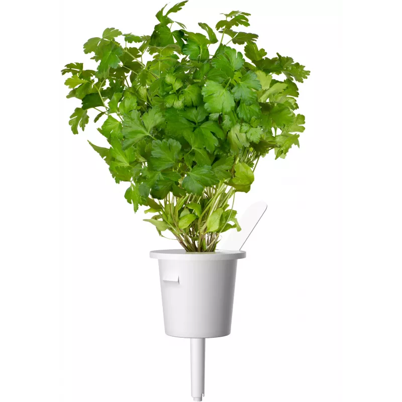 Click & Grow capsule piante mix erbe per bistecca per Smart Garden, confezione da 9 (PPMSSX9)