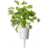 Click & Grow capsule piante mix erbe per bistecca per Smart Garden, confezione da 9 (PPMSSX9)