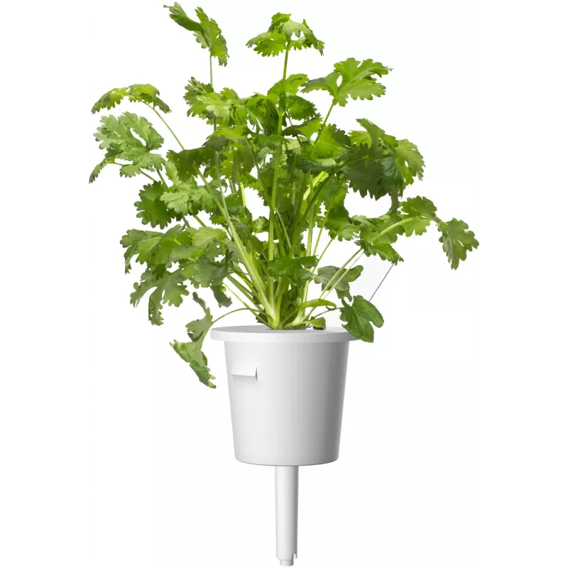 Click & Grow capsule piante mix erbe per bistecca per Smart Garden, confezione da 9 (PPMSSX9)