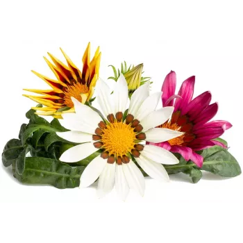 Click & Grow capsule per piante di gazania per Smart Garden, confezione da 3 (SGR92X3)
