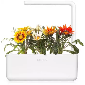 Click & Grow capsule per piante di gazania per Smart Garden, confezione da 3 (SGR92X3)