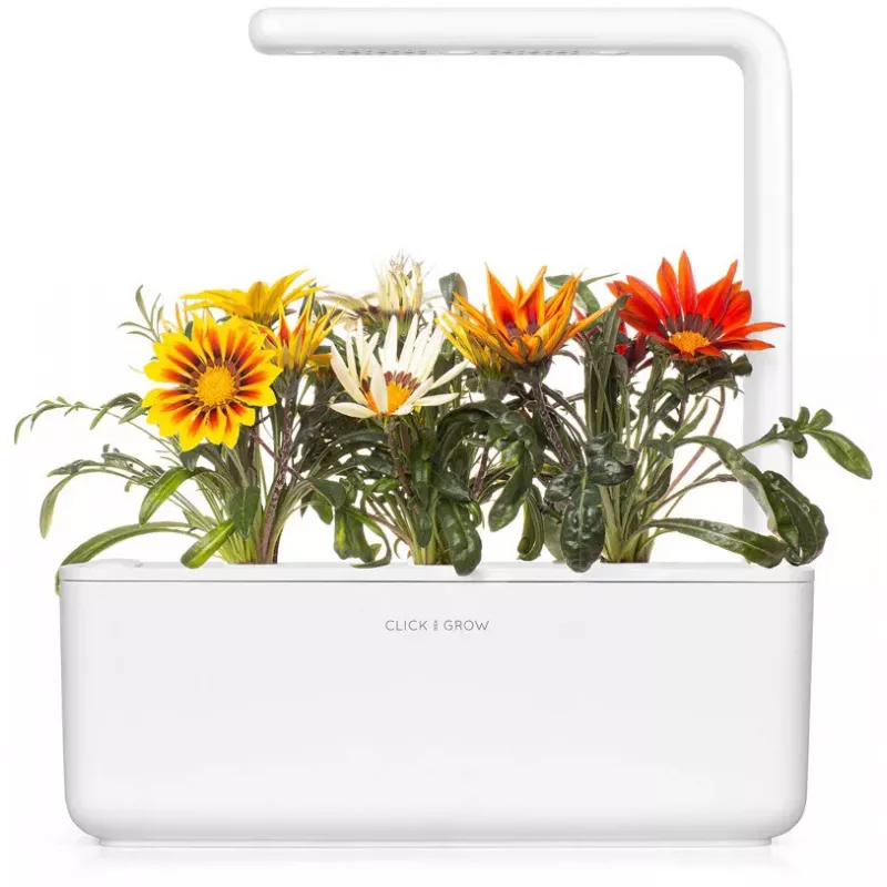 Click & Grow capsule per piante di gazania per Smart Garden, confezione da 3 (SGR92X3)
