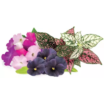 Click & Grow capsule per piante Vibrant Flower Mix per Smart Garden, confezione da 9 (PPMVBX9)