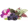 Click & Grow capsule per piante Vibrant Flower Mix per Smart Garden, confezione da 9 (PPMVBX9)