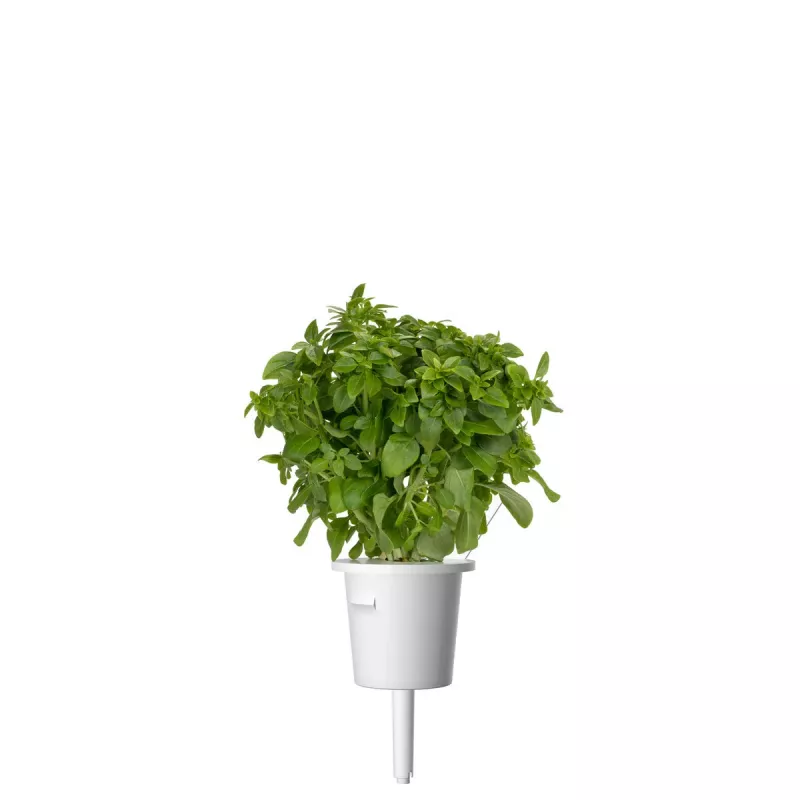 Click & Grow Smart Garden ricarica di basilico nano, 3 capsule per piante (SGR21X3)