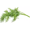 Click & Grow SGR49x3 ricarica capsule per piante di aneto confezione da 3