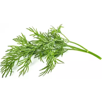 Click & Grow SGR49x3 ricarica capsule per piante di aneto confezione da 3