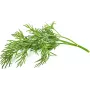 Click & Grow SGR49x3 ricarica capsule per piante di aneto confezione da 3
