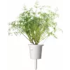 Click & Grow SGR49x3 ricarica capsule per piante di aneto confezione da 3