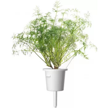 Click & Grow SGR49x3 ricarica capsule per piante di aneto confezione da 3