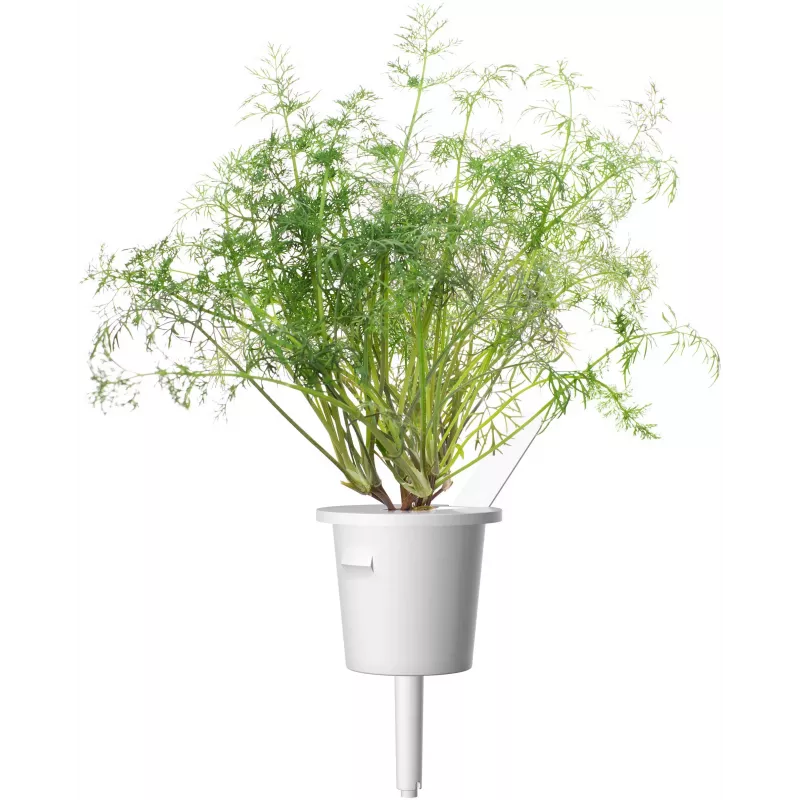Click & Grow SGR49x3 ricarica capsule per piante di aneto confezione da 3