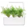 Click & Grow SGR49x3 ricarica capsule per piante di aneto confezione da 3