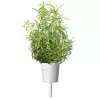 Click & Grow Smart Garden ricarica di rosmarino, 3 capsule per piante (SGR51X3)