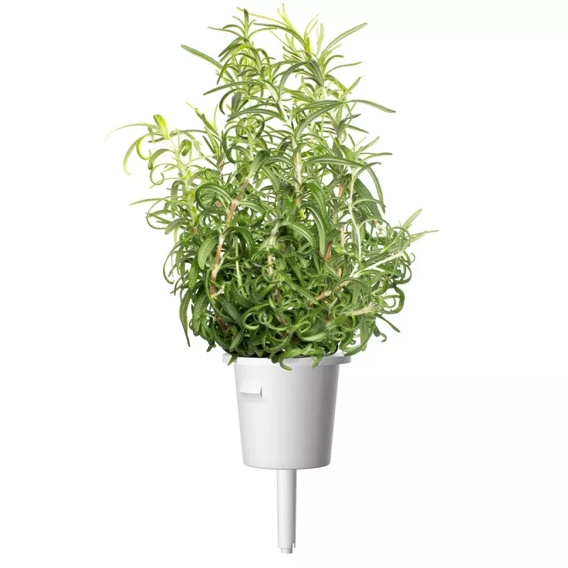 Click & Grow Smart Garden ricarica di rosmarino, 3 capsule per piante (SGR51X3)