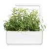 Click & Grow Smart Garden ricarica di rosmarino, 3 capsule per piante (SGR51X3)