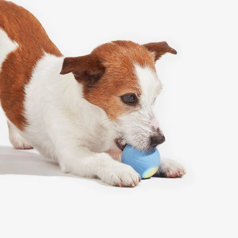 Cheerble Wicked Ball SE giocattolo interattivo per cani piccoli, blu
