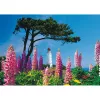 Schmidt Spiele Dornbusch Leuchtturm, Hiddensee puzzle 1000 pezzi
