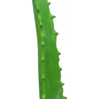 EUROPALMS pianta artificiale di aloe vera in vaso nero, 63cm 82809112