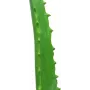 EUROPALMS pianta artificiale di aloe vera in vaso nero, 63cm 82809112