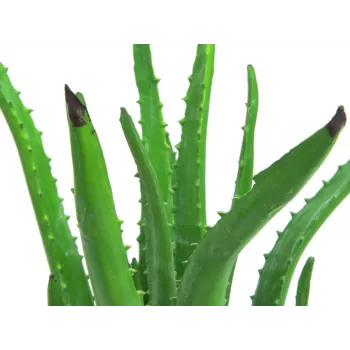 EUROPALMS pianta artificiale di aloe vera in vaso nero, 63cm 82809112