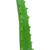 EUROPALMS pianta artificiale di aloe vera in vaso nero, 63cm 82809112