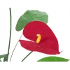EUROPALMS anthurium artificiale, 70 cm 82530164