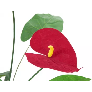 EUROPALMS Anthurium artificiale, 70 cm 82530164