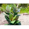 EUROPALMS pianta artificiale ficus elastica 100 cm, realistica, in vaso di plastica nero 82508303