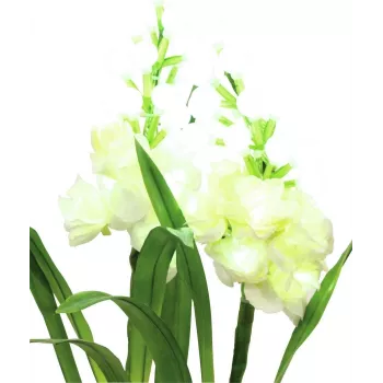 EUROPALMS aronstab, set da 3 con LED, bianco, 85cm (83330302)