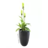Europalms LEICHTSIN CUP-69 vaso per piante, nero, lucido (83011819)