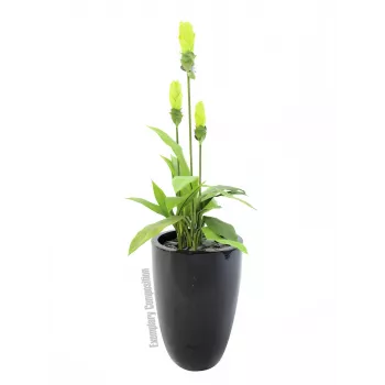 Europalms LEICHTSIN CUP-69 Vaso per piante, nero, lucido (83011819)