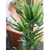 EUROPALMS Cipro erba artificiale, 76 cm, in vaso nero 82600138